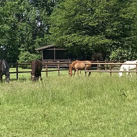 Cozy On A Horse Farm In The L Neburg Heath Eschede